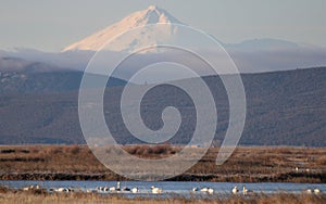 Swans in Lower Klamath Marsh and Snow-Covered Mountain