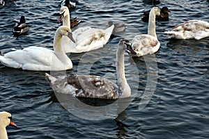 Swans and mallards