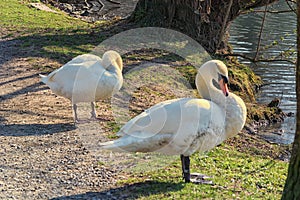 Swans in a meadow