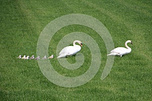 Swans on a Meadow in Holland