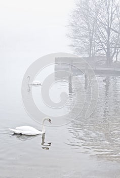 Swans on misty lake near pier