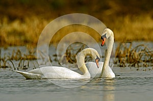 Swans