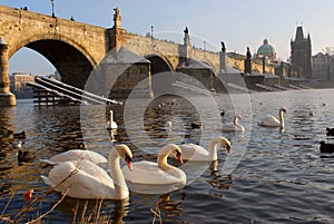 Swans near to Charles bridge
