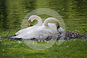 Swans Nest photo