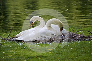 Swans Nest