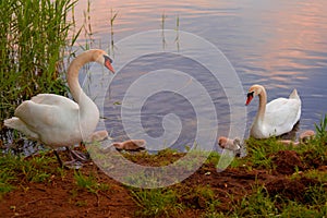Swans with nestlings at sunset