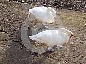 Swans nr. the river Tweed, Berwick upon tweed, Northumberland UK
