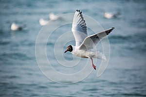 Swans and other waterfowls on the Sea