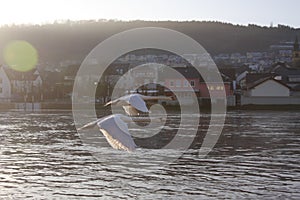 Swans over the Moselle river, Luxembourg