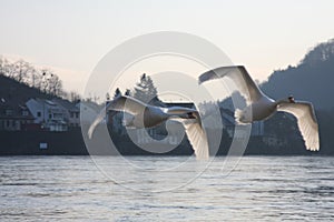 Swans over the Moselle river, Luxembourg