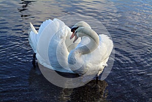 Swans in Love photo