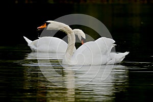 Swans pair reflected in dark water of lake