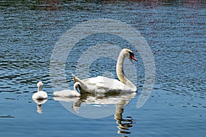 Swans in Pamvotida lake, Ioannina Epirus, Greece