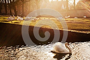 Swans in the park Brugge