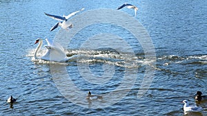 Swans in the park of the Nymphenburg Palace in clear day. Munich. Bavaria. Germany