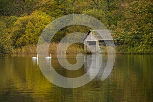 Swans passing a boat house