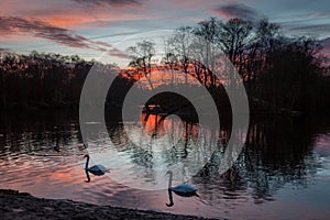 Swans peacefully glide across a tranquil lake during a picturesque sunset