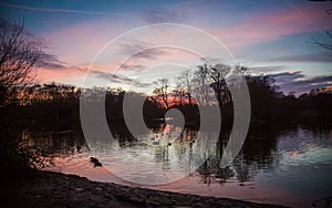 Swans peacefully glide across a tranquil lake during a picturesque sunset