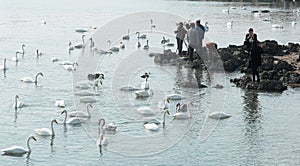 Swans