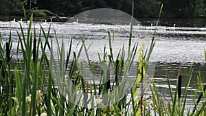 Swans playing follow the leader