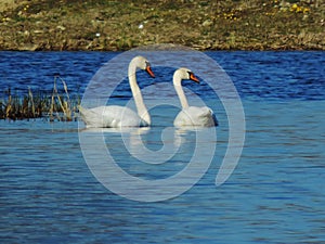 Swans is playing in the lake photo