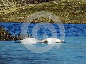 swans is playing and swimming in the lake