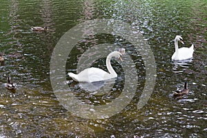 Swans on a pond