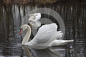 Swans on the pond