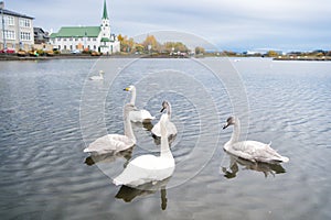 Swans in pond in reykjavik iceland. Swans gorgeous on grey water surface. Animals natural environment. Waterfowl with