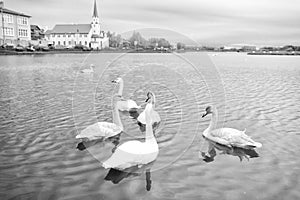 Swans in pond in reykjavik iceland. Swans gorgeous on grey water surface. Animals natural environment. Waterfowl with