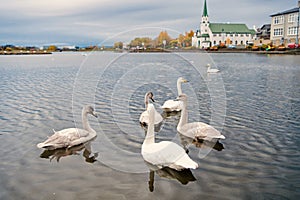 Swans in pond in reykjavik iceland. Swans gorgeous on grey water surface. Animals natural environment. Waterfowl with