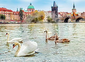 Cisnes en Praga 