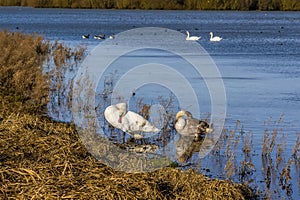 Swans preening themselves by the shore of Pitsford Reservoir, UK