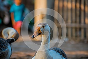 Swans or Raj Hash are birds of the family Anatidae