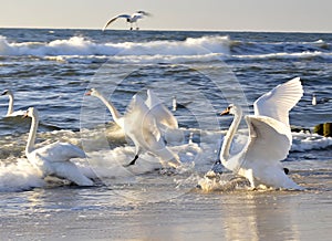 Swans ready to fly