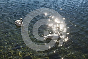 Swans in the reflected lake waters