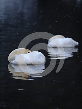 Swans reflections