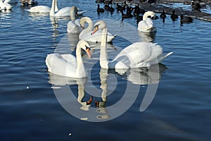 Swans reflections