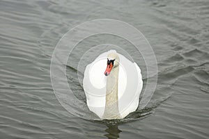 Swans on the river