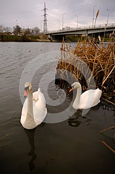 Swans on the river