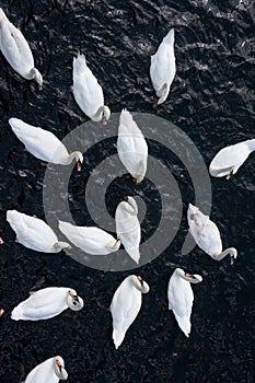 Swans on the river