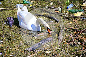 Swans on the river bank