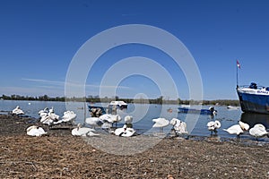 Swans on the river bank