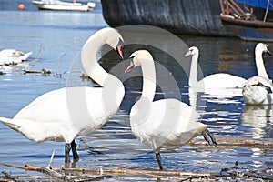 Swans on the river bank