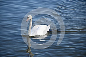 Swans on the river bank