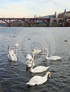 Swans on the river Drava in Maribor