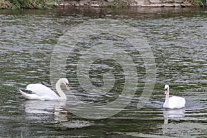 Swans on the river Eltz
