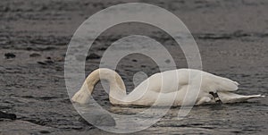 Swans on river Labe in winter time