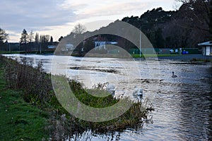 Swans in the river liffey, Dublin, Ireland.
