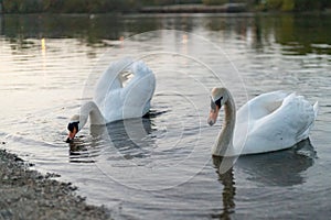 Swans in the river near the shore